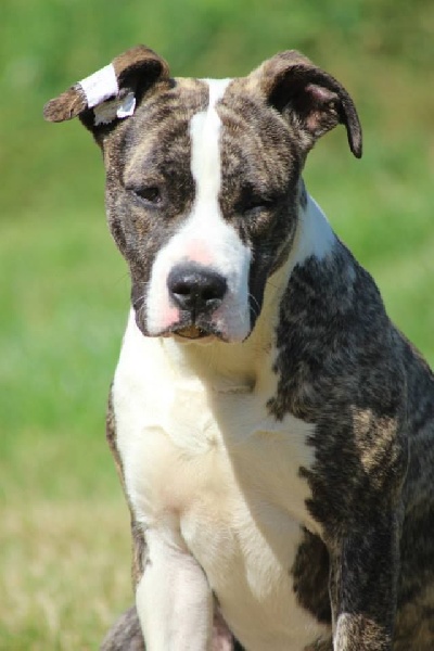 June brindle legacy from Panther Of Stafford