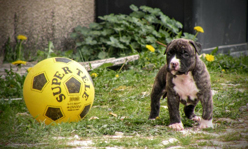 Sheraz brindle Panther Of Stafford