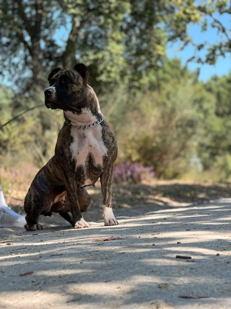 Sheraz brindle Panther Of Stafford