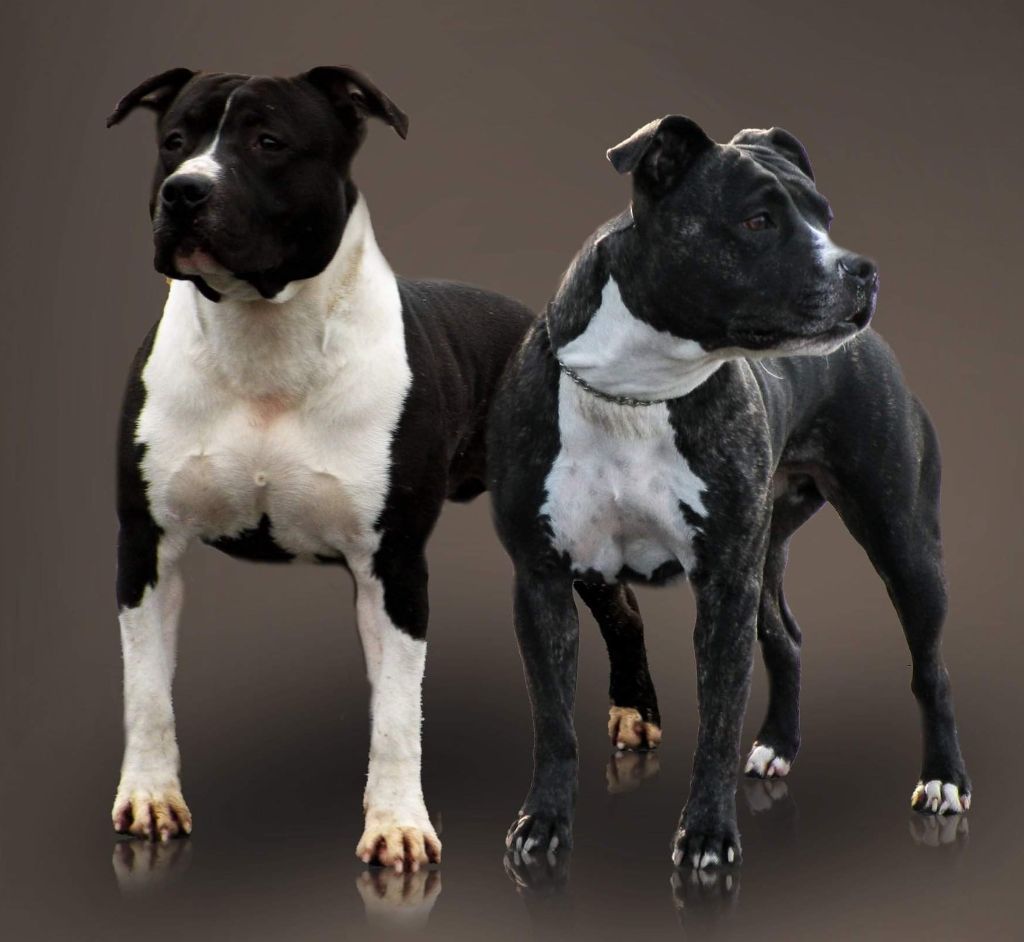 chiot American Staffordshire Terrier Panther Of Stafford