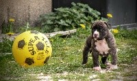 Sheraz Brindle Panther of Stafford