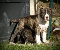 Sniper Brindle Panther of Stafford