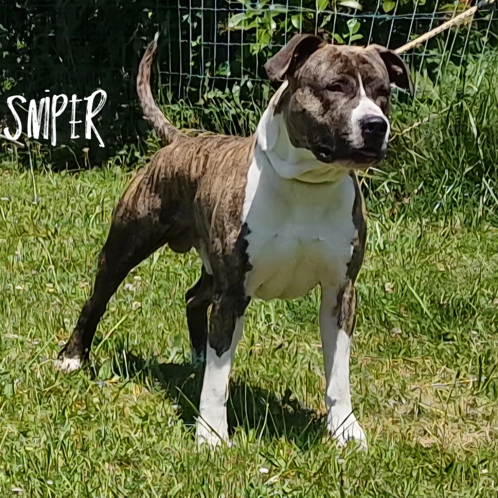 Sniper brindle Panther Of Stafford