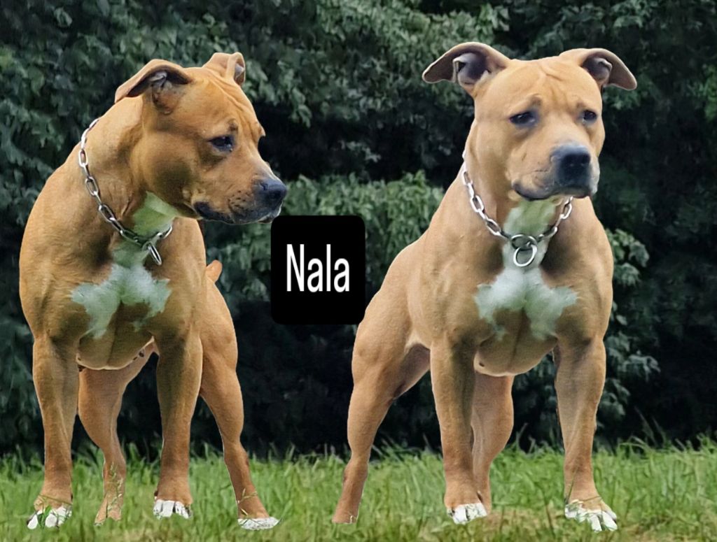 Panther Of Stafford - Nala est pleine !!