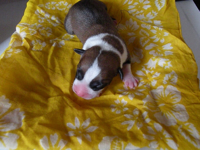 Panther Of Stafford - American Staffordshire Terrier - Portée née le 30/05/2012